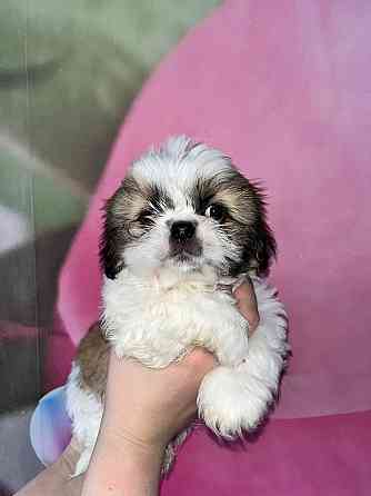 Ши-тцу Донецк