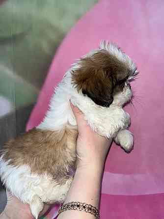 Ши-тцу Донецк