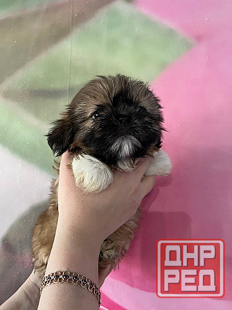 Ши-тцу Донецк - изображение 3