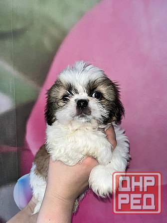 Ши-тцу Донецк - изображение 1