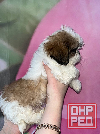 Ши-тцу Донецк - изображение 2