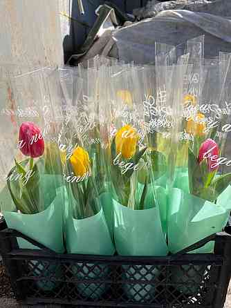 Тюльпаны к 8 марта Донецк