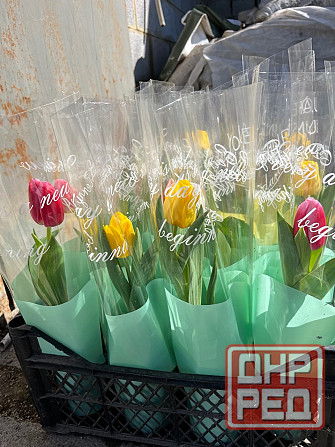 Тюльпаны к 8 марта Донецк - изображение 3