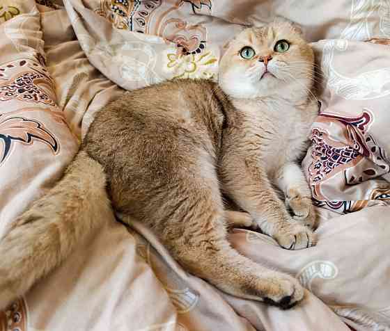 Ждём кошечек в гости Донецк