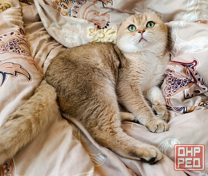 Ждём кошечек в гости Донецк - изображение 1