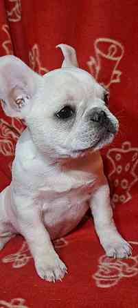 Девочка французского бульдога Донецк