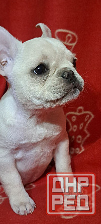 Девочка французского бульдога Донецк - изображение 1