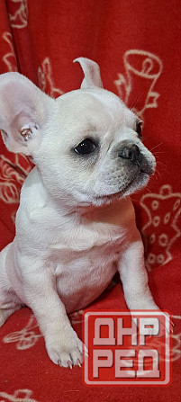 Девочка французского бульдога Донецк - изображение 2