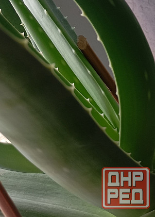 Алоэ ( 5 лет) Донецк - изображение 1