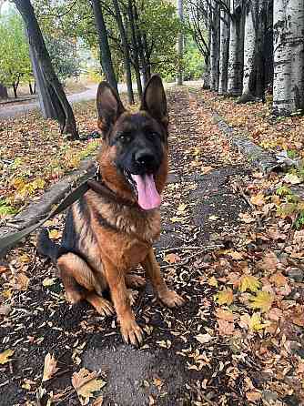 Продам щенков немецкой овчарки Горловка