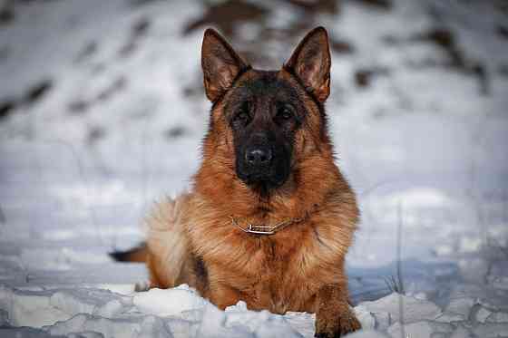 Продам щенков немецкой овчарки Горловка