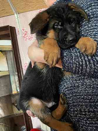 Продам щенков немецкой овчарки Горловка