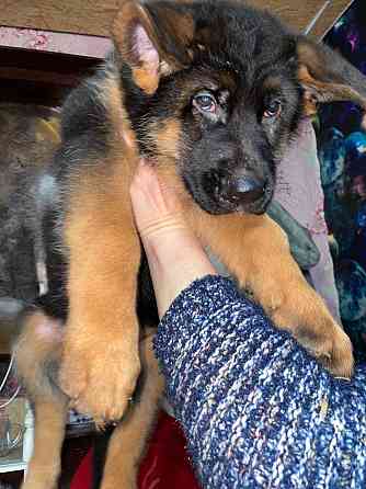 Продам щенков немецкой овчарки Горловка