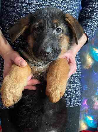 Продам щенков немецкой овчарки Горловка