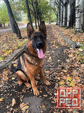 Продам щенков немецкой овчарки Горловка - изображение 1