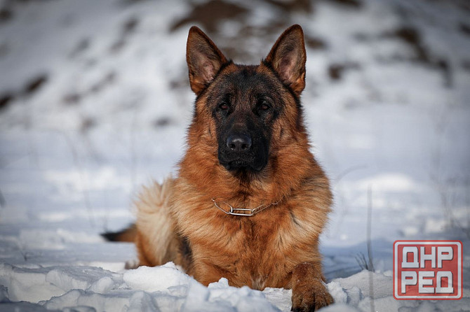 Продам щенков немецкой овчарки Горловка - изображение 2