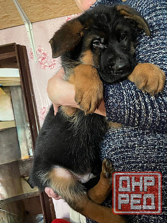 Продам щенков немецкой овчарки Горловка - изображение 3