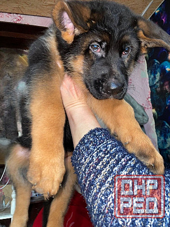 Продам щенков немецкой овчарки Горловка - изображение 4