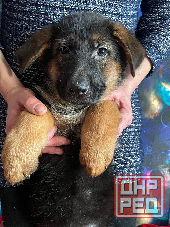 Продам щенков немецкой овчарки Горловка - изображение 5