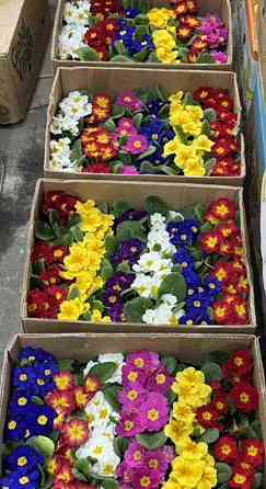 Примула крупноцветная Донецк