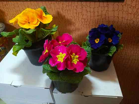 Примула крупноцветная Донецк