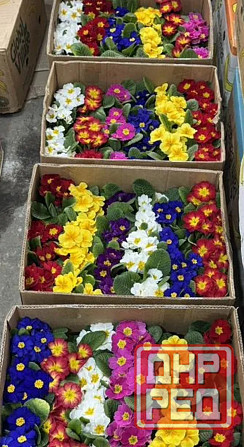 Примула крупноцветная Донецк - изображение 2