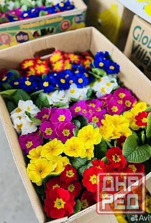 Примула крупноцветная Донецк - изображение 1