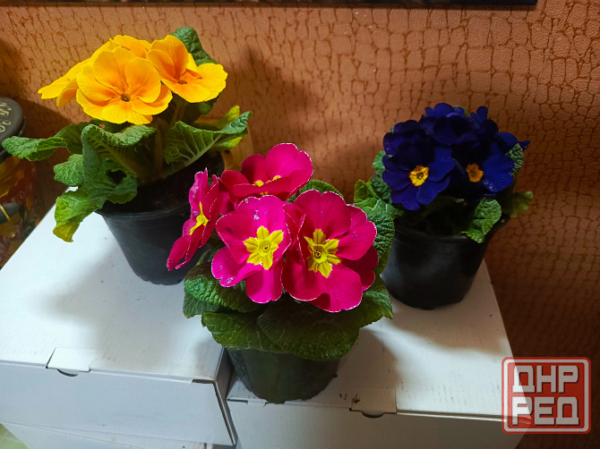 Примула крупноцветная Донецк - изображение 3