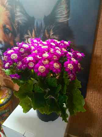 Продам цинерарию цветущую Донецк