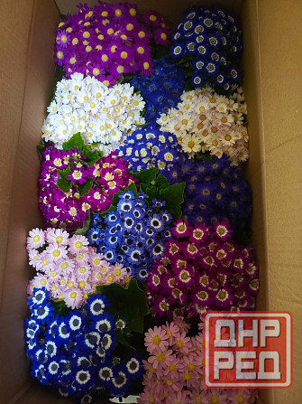 Продам цинерарию цветущую Донецк - изображение 3