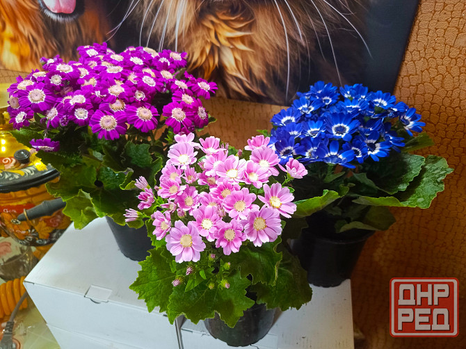 Продам цинерарию цветущую Донецк - изображение 1