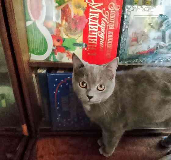 Молодой шотландец Донецк