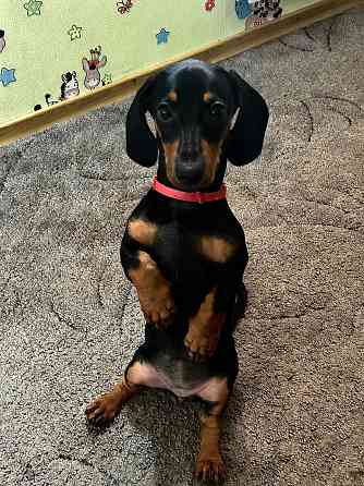 Отдам в добрые руки! Макеевка