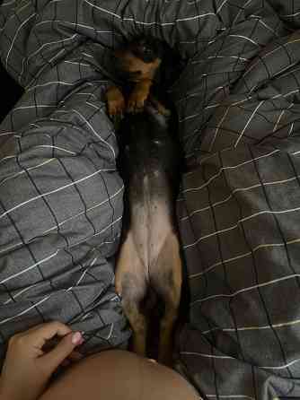 Отдам в добрые руки! Макеевка