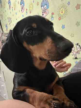 Отдам в добрые руки! Макеевка