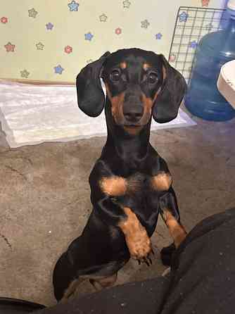 Отдам в добрые руки! Макеевка