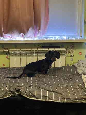 Отдам в добрые руки! Макеевка