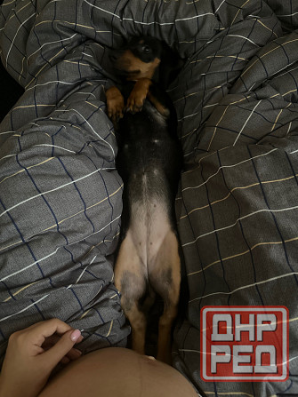 Отдам в добрые руки! Макеевка - изображение 4