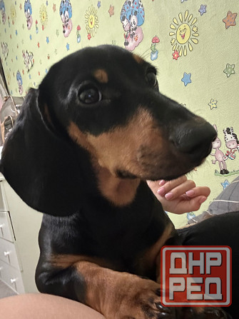 Отдам в добрые руки! Макеевка - изображение 2