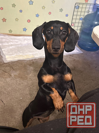 Отдам в добрые руки! Макеевка - изображение 5