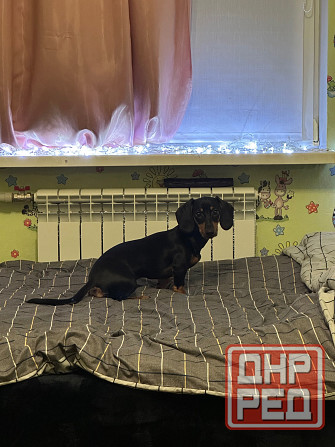 Отдам в добрые руки! Макеевка - изображение 3