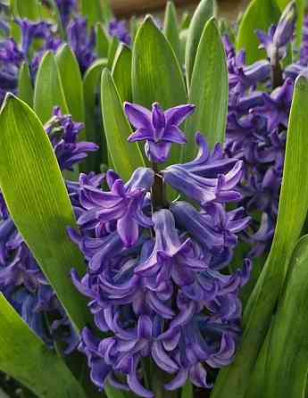 Гиацинты Донецк