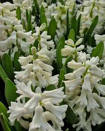 Гиацинты Донецк