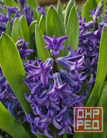 Гиацинты Донецк - изображение 1