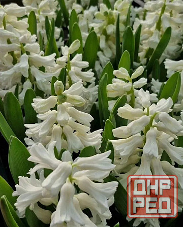 Гиацинты Донецк - изображение 2