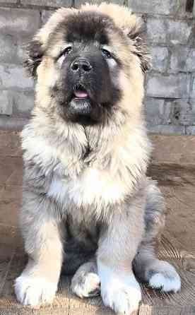 Щенки кавказской овчарки Донецк