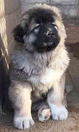 Щенки кавказской овчарки Донецк