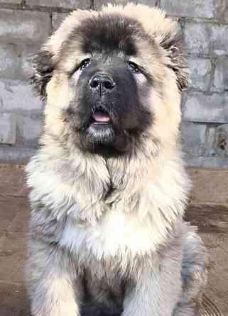 Щенки кавказской овчарки Донецк