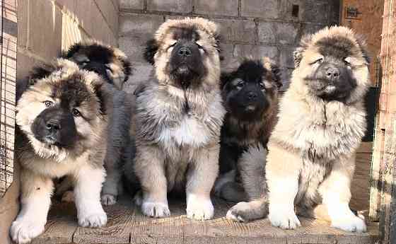Щенки кавказской овчарки Донецк