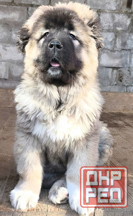 Щенки кавказской овчарки Донецк - изображение 3